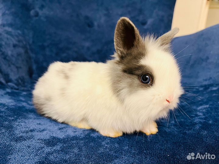Кролики малыши декоративные