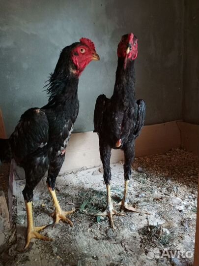 Бойцовая птица