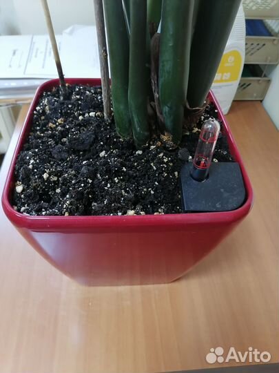 Замиокулькас