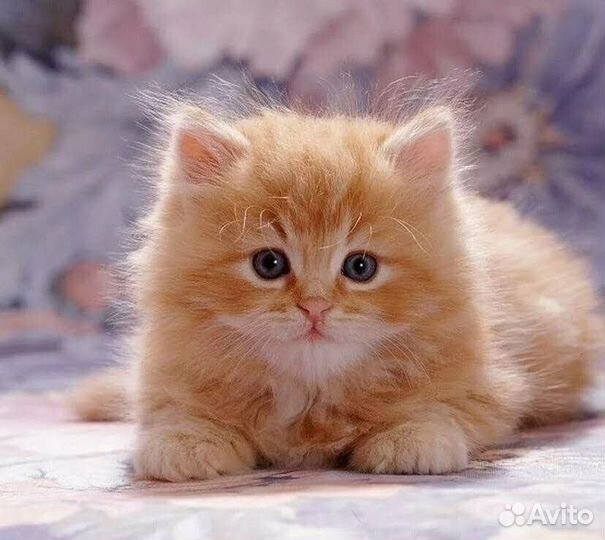 Британский котенок