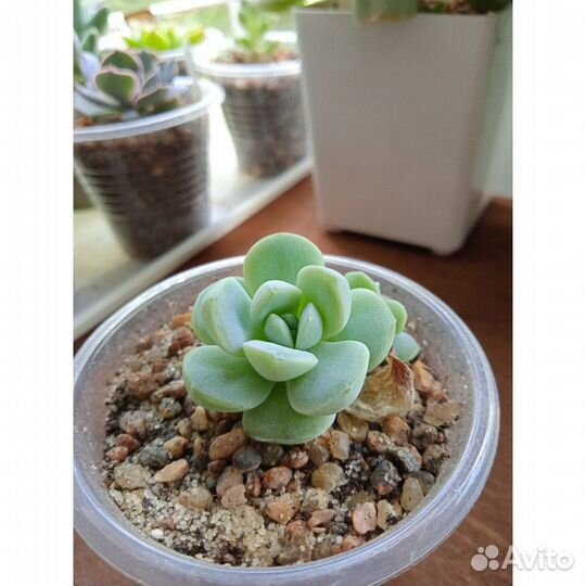 Суккуленты 2