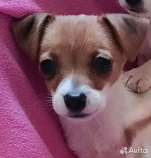 Джек Рассел щенки