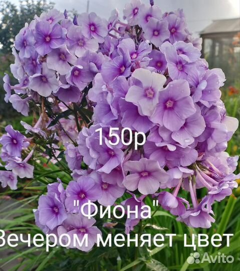 Флоксы многолетние