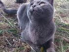 Молодой котик(порода руская голубая ) объявление продам