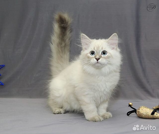 Породные детки