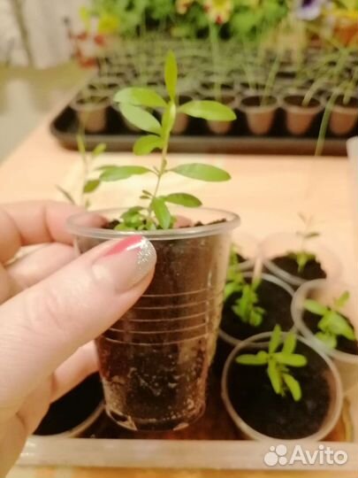 Гранат домашний