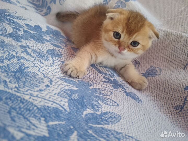 Котята золотая шиншилла