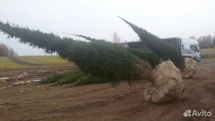 Крупномеры ели
