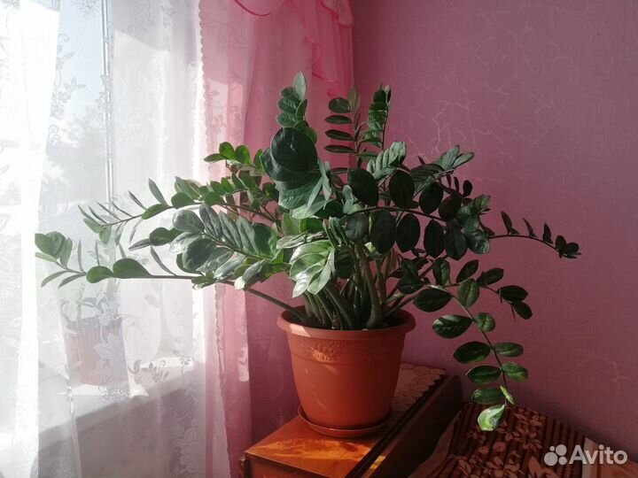 Замиокулькас