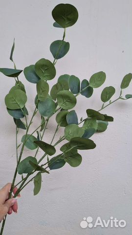 Эвкалипт доллар