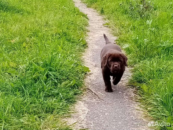 Щенки лабрадора