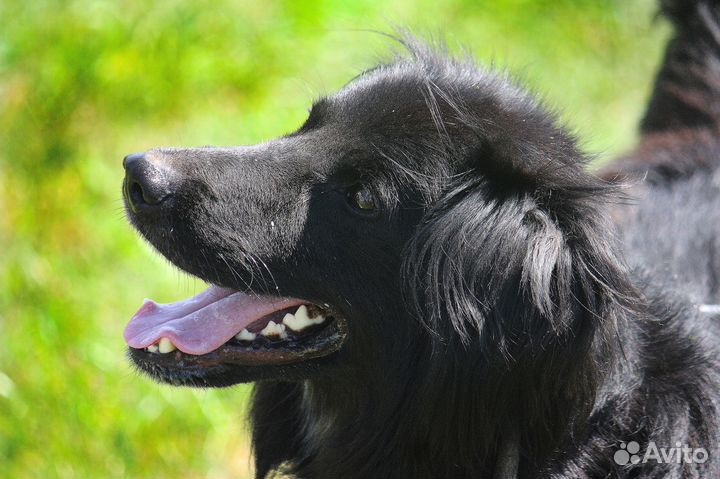 Ищем хозяина для Рика