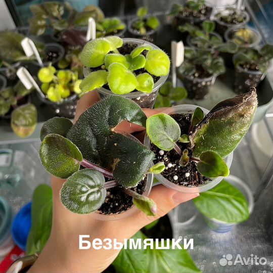 Фиалки безымяшки