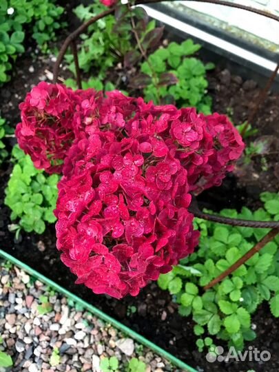 Гортензия метельчетая фантом