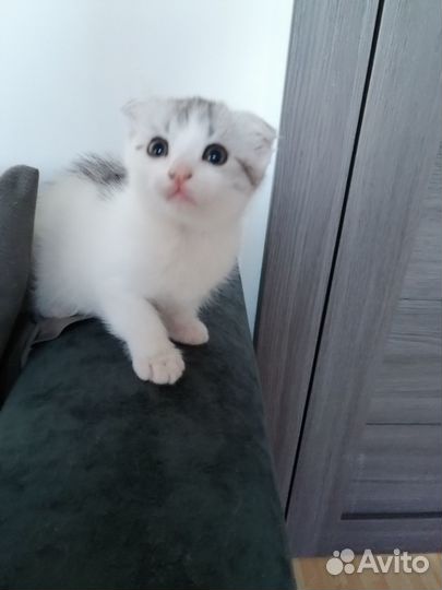 Вислоухие котята