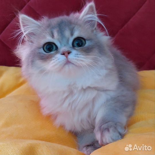 Шотландская прямоухая девочка