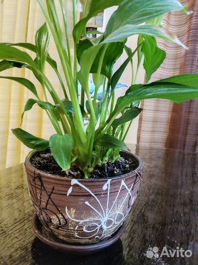 Спатифиллум