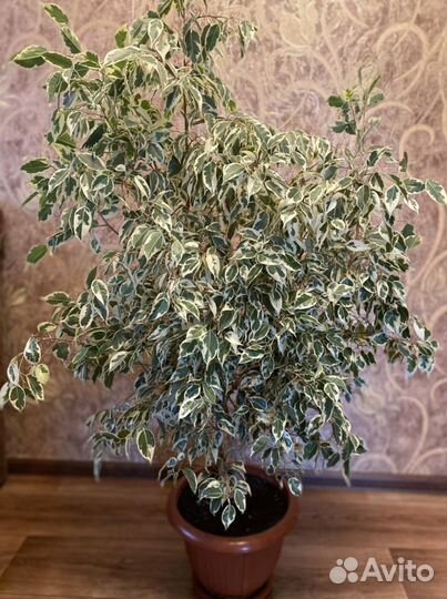Фикус бенджамина большой