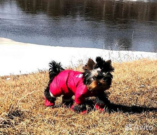 Комбенизон для собачки