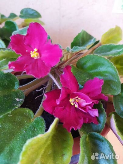 Фиалка цветущая