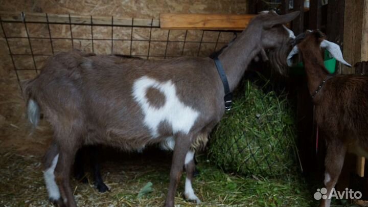 Козы 2шт