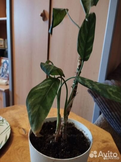 Излишки цветочков