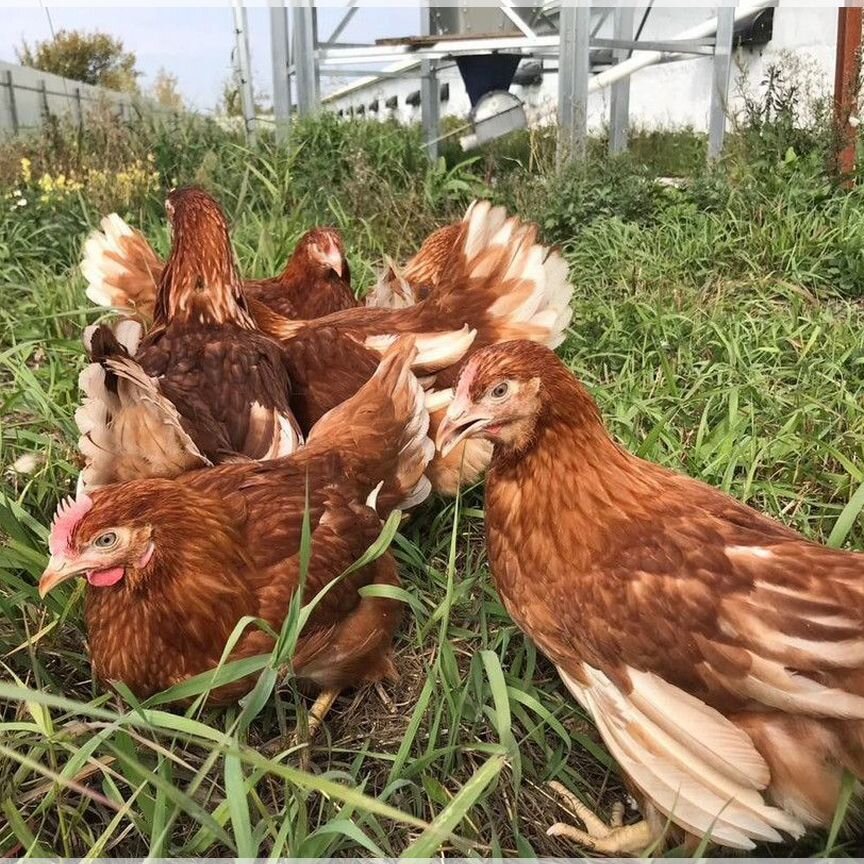 Куры несушки на дом