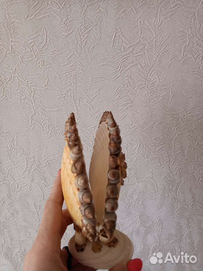 Ракушка. Салфетница