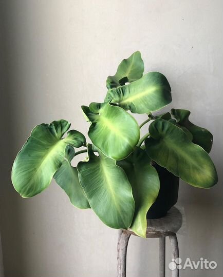 Филодендрон ругозум, тенуе