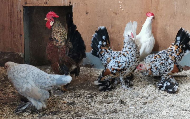 Цыплята Бентамской декоративной карликовой породы