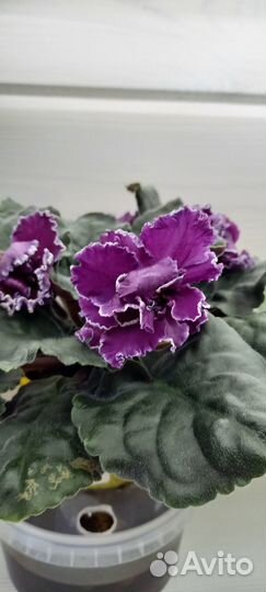 Сортовые фиалки