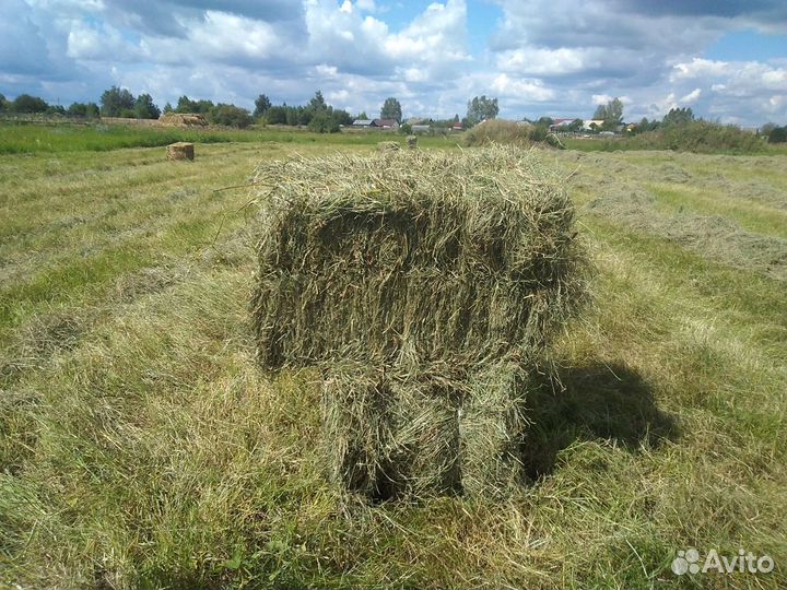 Сено в тюках
