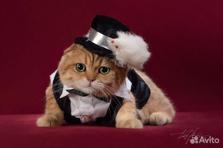 Шотландский золотой (ny 11) вислоухий кот вязка