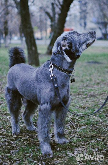 Грумер Стрижка собак и кошек (Люблино)