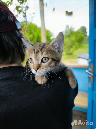 Котенок в добрые руки
