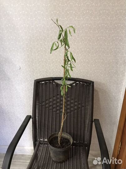 Ива извилистая