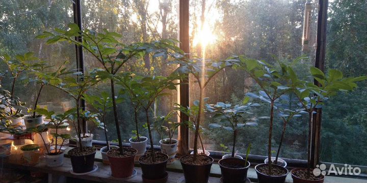 Цветы комнатные Аморфаллус