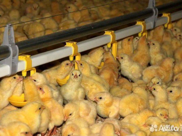 Для кур, уток и гусей