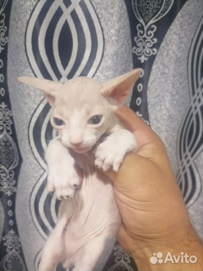 Донской сфинкс котята