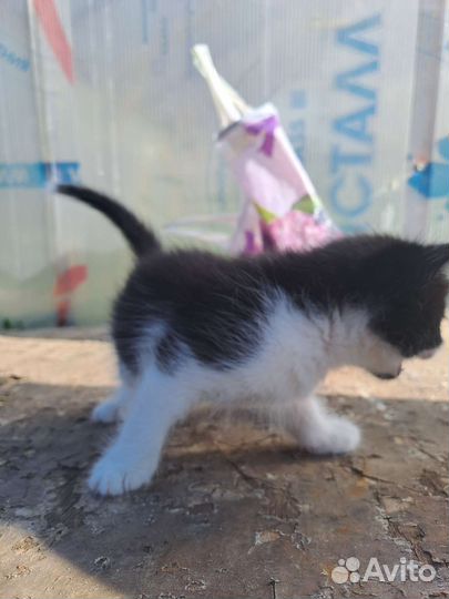Котёнок в дар
