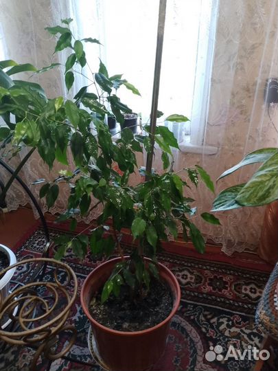 Комнатные цветы, растения