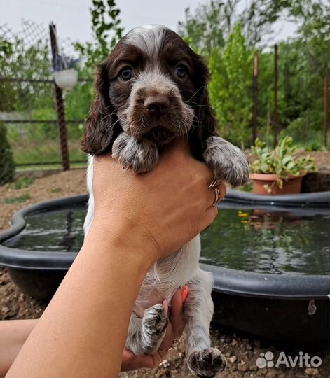 Шикарная девочка,спаниель