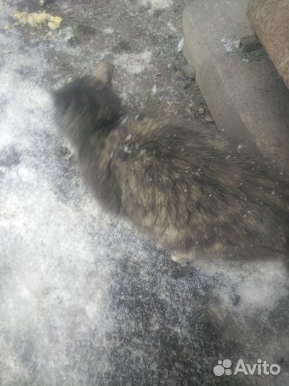 Бездомная кошечка