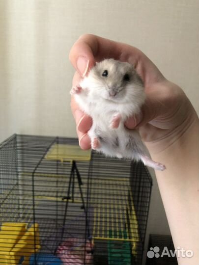 Джунгарский хомяк