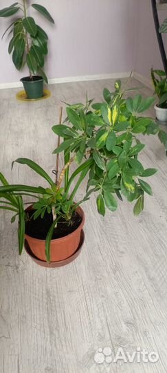 Большие комнатные цветы