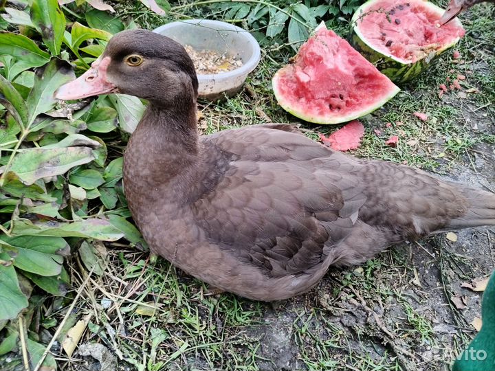 Индоутка мускусная утак обмен, продажа