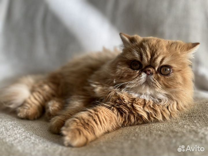 Персидские котята