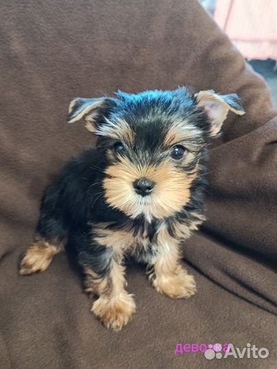 Продажа щенков