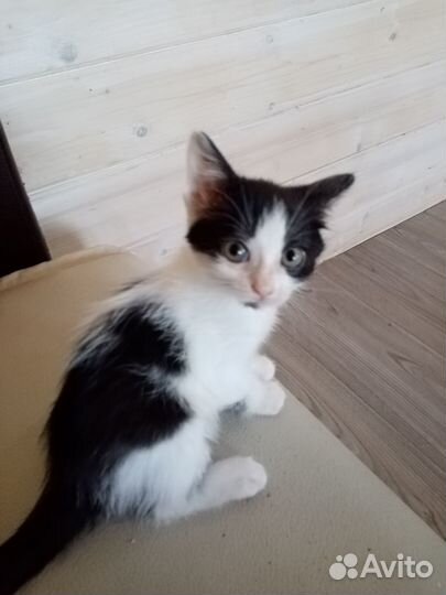 Котята 2 месяца