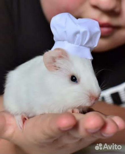 Морские свинки